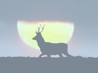 yy-deer-sunset