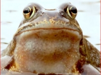 hoppy frog