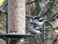 longtailed tits