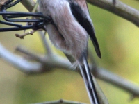 longtailed tit