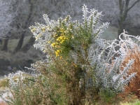 Flowering frosted gorse