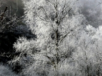 Frosted birch