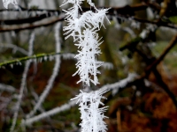 Hoar frost detached from the twigs