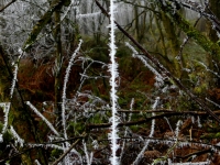 Frosted twigs