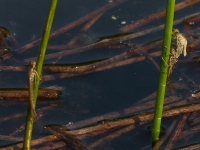 Larva on the left and emerging damselfly on the right