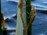 Fully formed damselfly 'hardening off' and its exuvia