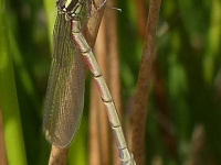 Emerged damselfly starting to colour up.