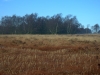 Marsh and birch woodland
