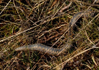 A quick photo of the female adder's body before she disappears.