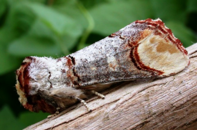 Buff tip moth